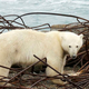 Photo Courtesy Siberian Times